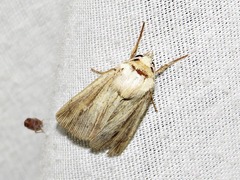 Mythimna internata