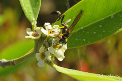 Sceliphron asiaticum