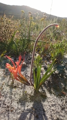 Babiana ringens australis