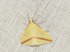 Rhodometra sacraria
