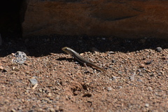 Trachylepis occidentalis