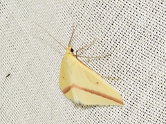 Rhodometra sacraria