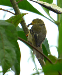 Passeriformes