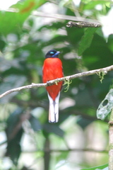 Harpactes duvaucelii