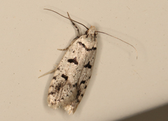 Scatochresis
