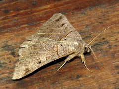 Mocis mutuaria