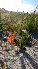 Babiana ringens australis