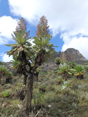 Dendrosenecio