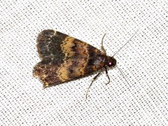 Hydrillodes uliginosalis