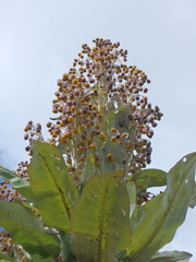 Dendrosenecio