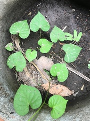 Ipomoea grandifolia