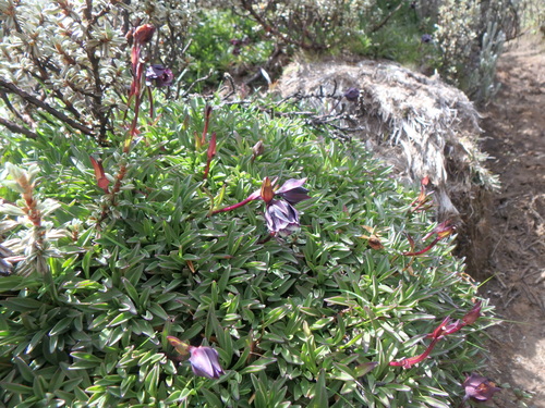 Swertia uniflora