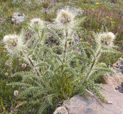 Cirsium scopulorum