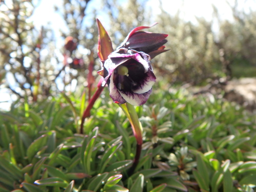 Swertia uniflora