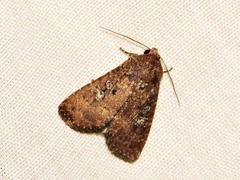 Condica capensis