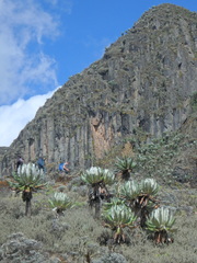 Dendrosenecio elgonensis