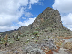 Dendrosenecio elgonensis