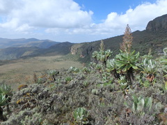 Dendrosenecio elgonensis