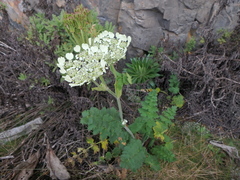 Heracleum elgonense