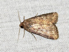Condica capensis