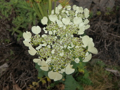 Heracleum elgonense