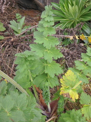 Heracleum elgonense