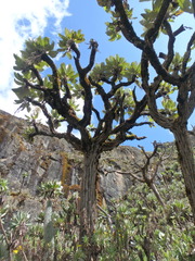 Dendrosenecio