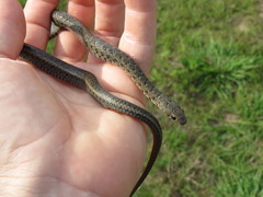 Erythrolamprus breviceps