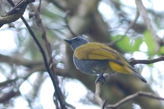 Rubigula cyaniventris