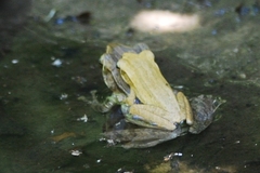 Polypedates leucomystax