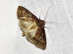 Condica capensis