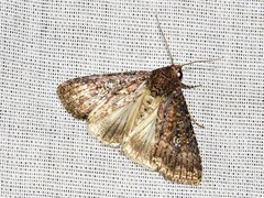 Condica capensis