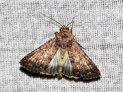 Condica capensis