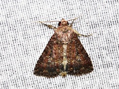 Condica capensis