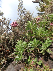 Valeriana kilimandscharica