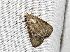 Condica capensis
