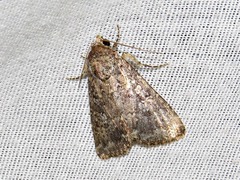 Condica capensis