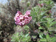 Valeriana kilimandscharica