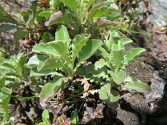 Valeriana kilimandscharica