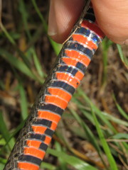 Erythrolamprus breviceps