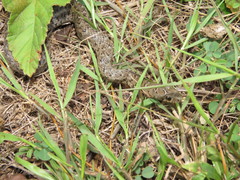 Erythrolamprus breviceps