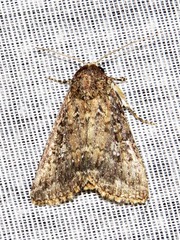 Condica capensis