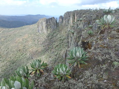 Dendrosenecio elgonensis