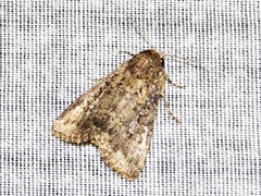 Condica capensis