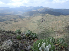 Dendrosenecio elgonensis