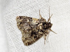 Callopistria latreillei