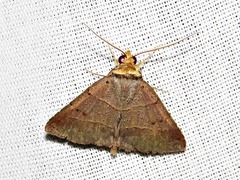 Plecoptera melalepis