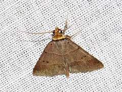 Plecoptera melalepis