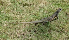 Leiolepis belliana