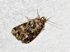 Callopistria latreillei